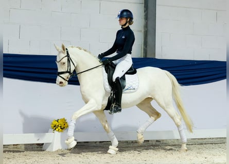 Poni alemán, Yegua, 6 años, 149 cm, Cremello