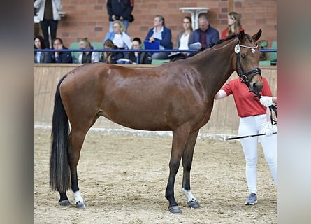 Poni alemán, Yegua, 6 años, 156 cm, Castaño