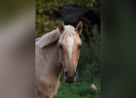 Poni alemán, Yegua, 7 años, 142 cm, Dunalino (Cervuno x Palomino)