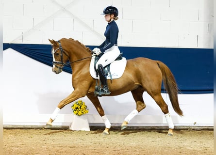 Poni alemán, Yegua, 7 años, 146 cm, Alazán-tostado