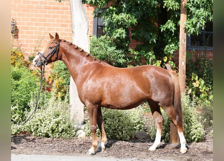 Poni alemán, Yegua, 7 años, 146 cm, Alazán-tostado