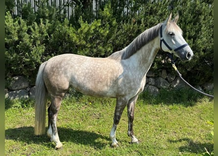 Poni alemán, Yegua, 7 años, 146 cm, Tordo