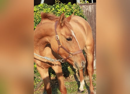 Poni alemán, Yegua, 7 años, 147 cm, Alazán