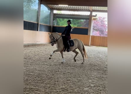Poni alemán, Yegua, 7 años, 147 cm, Cremello