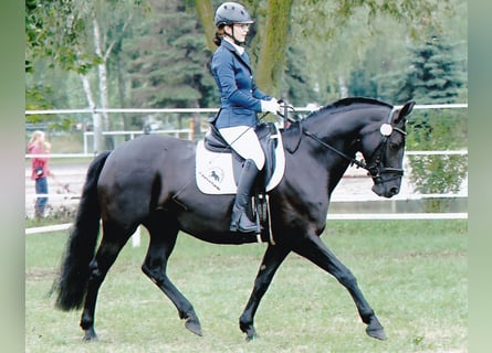 Poni alemán, Yegua, 7 años, 150 cm, Negro