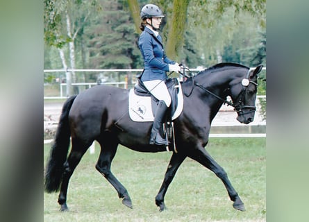 Poni alemán, Yegua, 7 años, 150 cm, Negro