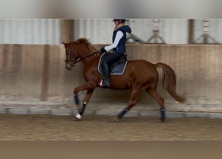 Poni alemán, Yegua, 8 años, 146 cm, Alazán