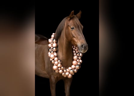 Poni alemán, Yegua, 8 años, 146 cm, Alazán