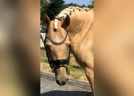 Poni alemán, Yegua, 8 años, 152 cm, Palomino