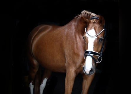 Poni alemán, Yegua, 8 años, 155 cm, Alazán