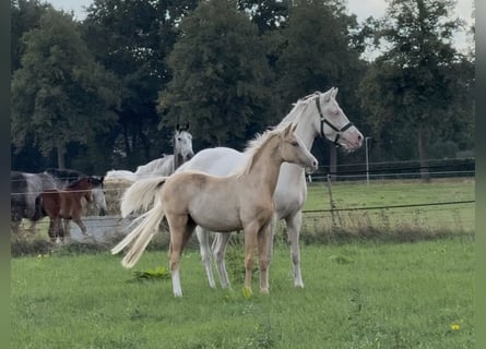 Poni alemán, Yegua, Potro (03/2025), 148 cm, Palomino