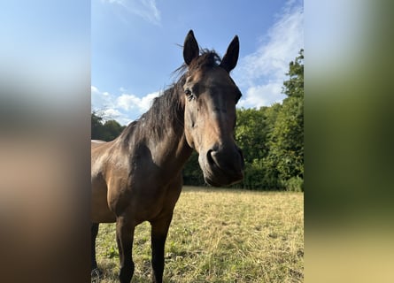 Poni clásico alemán, Caballo castrado, 23 años