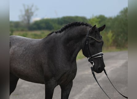 Poni clásico, Caballo castrado, 8 años, 146 cm, Tordo