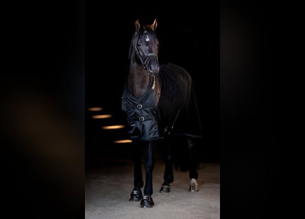 Poni clásico, Caballo castrado, 9 años, 144 cm, Negro