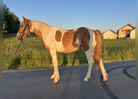 Poni clásico, Yegua, 4 años, 149 cm, Pío