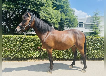 Poni clásico, Yegua, 7 años, 125 cm, Castaño oscuro