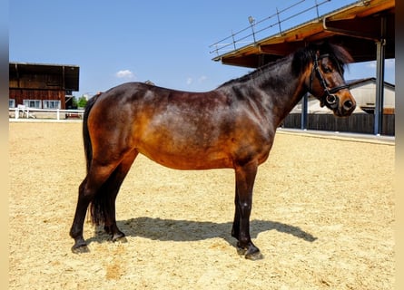 Poni clásico, Yegua, 8 años, 125 cm, Castaño oscuro