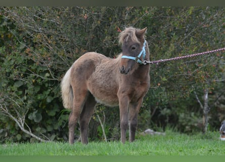 Poni clásico, Yegua, Potro (01/2024), 110 cm, Castaño oscuro