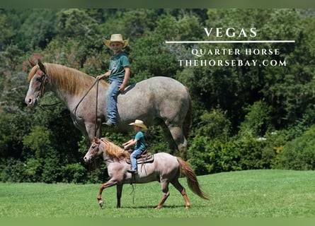 Poni cuarto de milla, Caballo castrado, 14 años, Ruano alazán