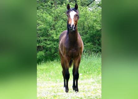 Poni cuarto de milla, Caballo castrado, 1 año, 146 cm, Overo-todas las-capas