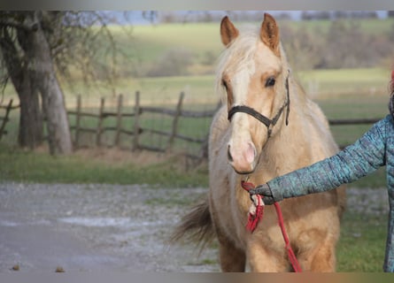 Poni cuarto de milla Mestizo, Caballo castrado, 2 años, 150 cm, Palomino