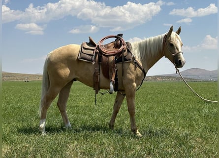 Poni cuarto de milla, Caballo castrado, 2 años