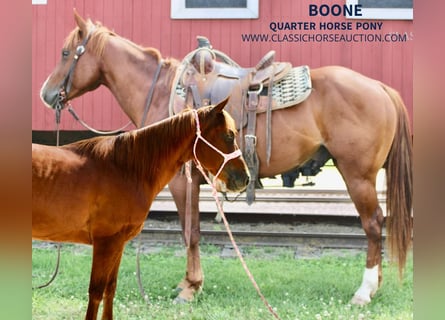 Poni cuarto de milla, Caballo castrado, 5 años, 132 cm, Alazán rojizo