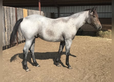 Poni cuarto de milla, Caballo castrado, 5 años