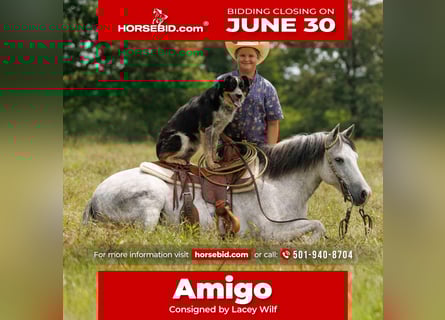 Poni cuarto de milla, Caballo castrado, 7 años, 127 cm, Tordo
