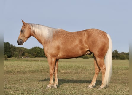 Poni cuarto de milla, Caballo castrado, 7 años