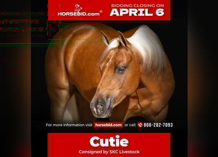 Poni cuarto de milla, Caballo castrado, 8 años, 142 cm, Palomino