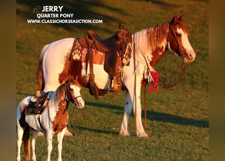 Poni cuarto de milla, Caballo castrado, 9 años, 132 cm, Tobiano-todas las-capas