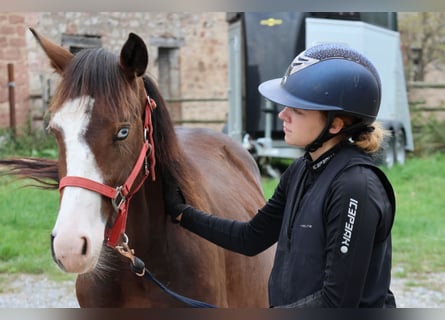 Poni cuarto de milla Mestizo, Semental, 1 año, 150 cm, Castaño