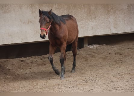 Poni cuarto de milla Mestizo, Semental, 1 año, 150 cm, Castaño