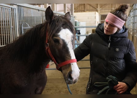 Poni cuarto de milla Mestizo, Semental, 1 año, 152 cm, Bayo