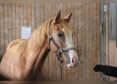 Poni cuarto de milla Mestizo, Semental, 1 año, 157 cm, Alazán