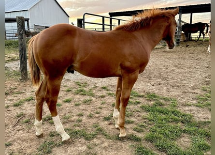 Poni cuarto de milla, Semental, 7 años