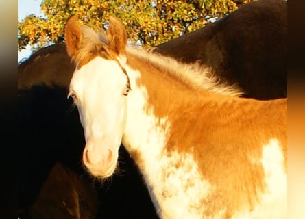 Poni cuarto de milla, Semental, Potro (08/2025), 150 cm, Overo-todas las-capas