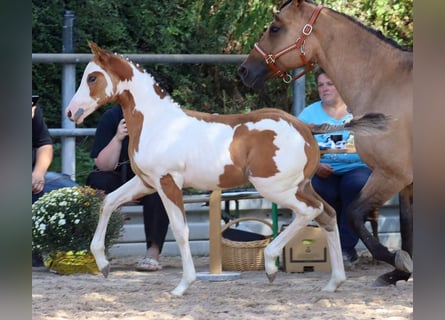 Poni cuarto de milla, Semental, Potro (06/2024), 154 cm, Overo-todas las-capas