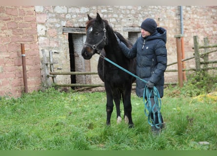 Poni cuarto de milla Mestizo, Yegua, 1 año, 150 cm, Negro