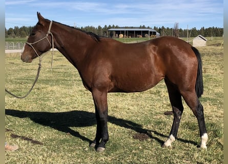 Poni cuarto de milla, Yegua, 2 años