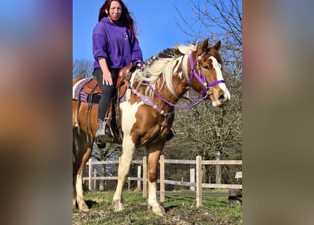 Poni cuarto de milla, Yegua, 4 años, Pío