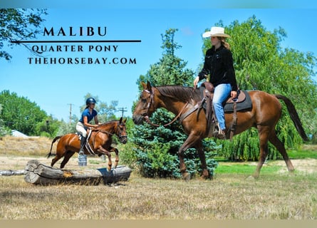 Poni cuarto de milla, Yegua, 6 años, 137 cm, Alazán-tostado