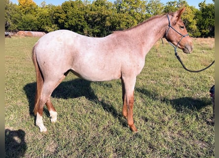 Poni cuarto de milla, Yegua, 6 años