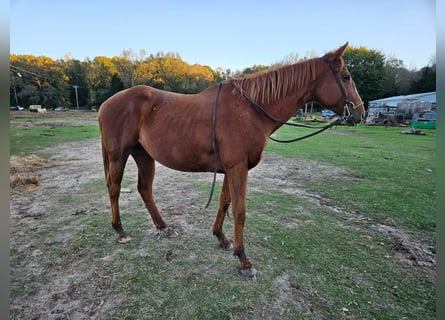 Poni cuarto de milla Mestizo, Yegua, 8 años, 152 cm, Castaño