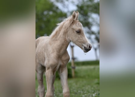 Poni cuarto de milla, Yegua, Potro (05/2024), 150 cm, Palomino