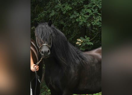 Poni Dartmoor, Caballo castrado, 11 años, 126 cm, Negro