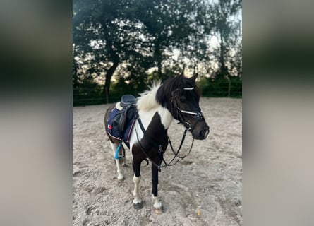 Poni Dartmoor, Caballo castrado, 7 años, 128 cm, Pío