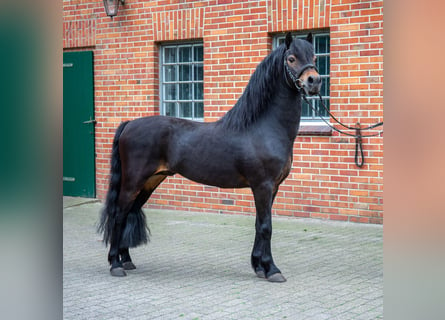 Poni Dartmoor, Semental, 15 años, 124 cm, Castaño oscuro