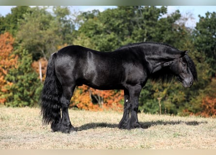 Poni Fell, Caballo castrado, 10 años, 137 cm, Negro